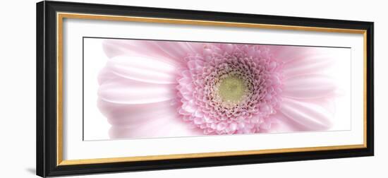 Gerbera in Rose-Uwe Merkel-Framed Photographic Print