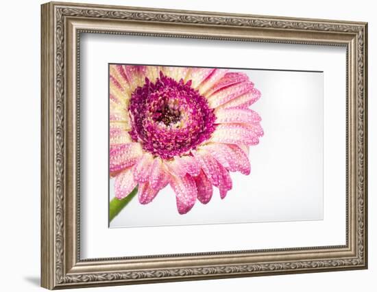 Gerbera in Rose-Uwe Merkel-Framed Photographic Print