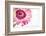 Gerbera in Rose-Uwe Merkel-Framed Photographic Print