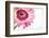 Gerbera in Rose-Uwe Merkel-Framed Photographic Print