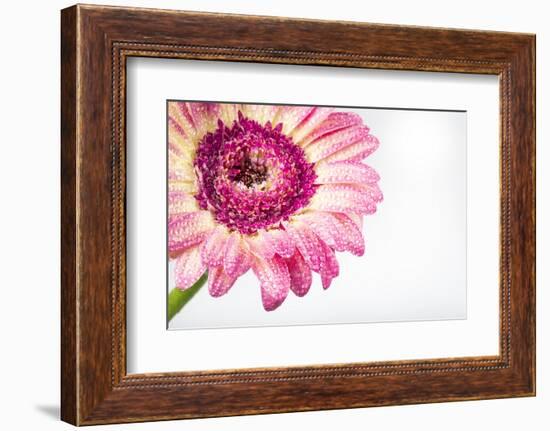 Gerbera in Rose-Uwe Merkel-Framed Photographic Print