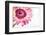 Gerbera in Rose-Uwe Merkel-Framed Photographic Print