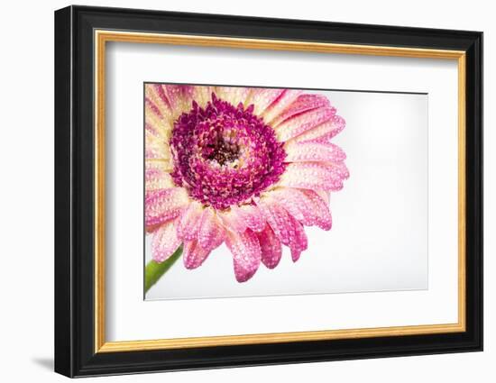 Gerbera in Rose-Uwe Merkel-Framed Photographic Print