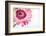 Gerbera in Rose-Uwe Merkel-Framed Photographic Print