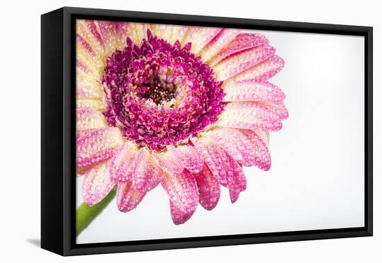 Gerbera in Rose-Uwe Merkel-Framed Premier Image Canvas