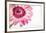 Gerbera in Rose-Uwe Merkel-Framed Photographic Print