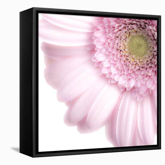 Gerbera in Rose-Uwe Merkel-Framed Premier Image Canvas