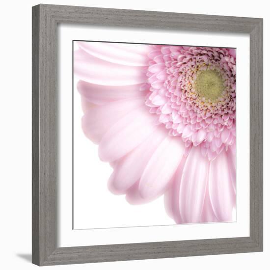 Gerbera in Rose-Uwe Merkel-Framed Photographic Print