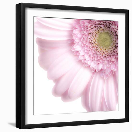 Gerbera in Rose-Uwe Merkel-Framed Photographic Print