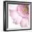 Gerbera in Rose-Uwe Merkel-Framed Photographic Print