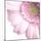 Gerbera in Rose-Uwe Merkel-Mounted Photographic Print