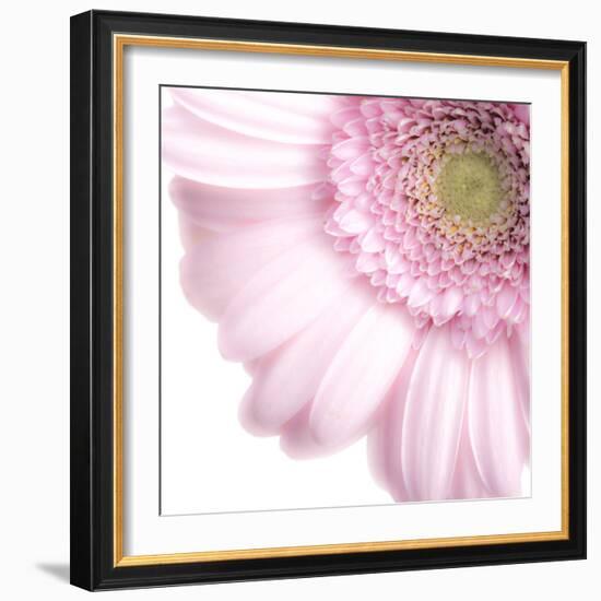 Gerbera in Rose-Uwe Merkel-Framed Photographic Print