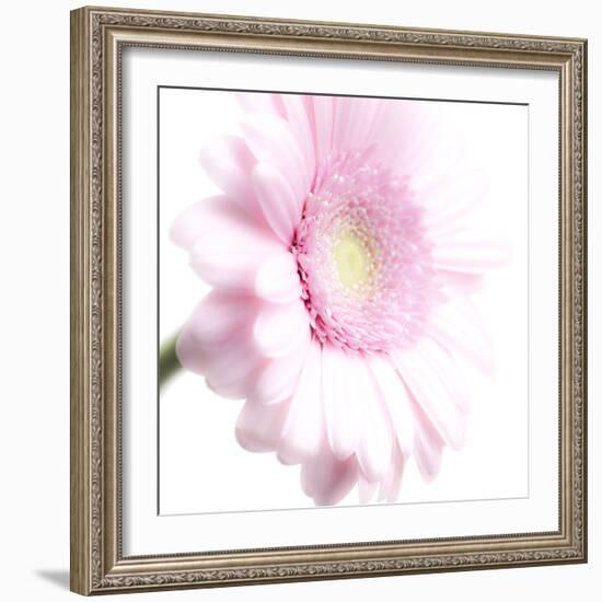 Gerbera in Rose-Uwe Merkel-Framed Photographic Print