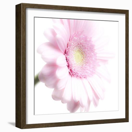 Gerbera in Rose-Uwe Merkel-Framed Photographic Print