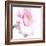 Gerbera in Rose-Uwe Merkel-Framed Photographic Print