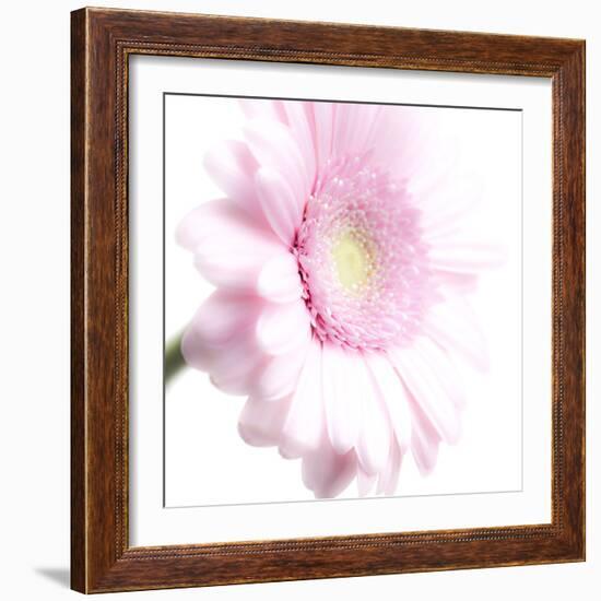 Gerbera in Rose-Uwe Merkel-Framed Photographic Print