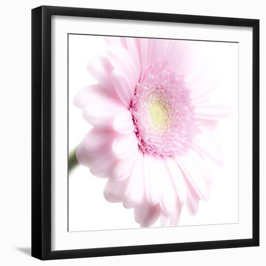 Gerbera in Rose-Uwe Merkel-Framed Photographic Print