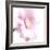 Gerbera in Rose-Uwe Merkel-Framed Photographic Print