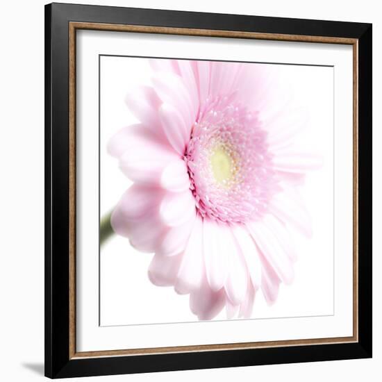 Gerbera in Rose-Uwe Merkel-Framed Photographic Print