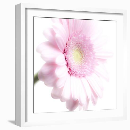 Gerbera in Rose-Uwe Merkel-Framed Photographic Print