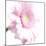 Gerbera in Rose-Uwe Merkel-Mounted Photographic Print