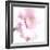 Gerbera in Rose-Uwe Merkel-Framed Photographic Print