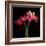 Gerbera IV-Magda Indigo-Framed Photographic Print