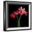 Gerbera IV-Magda Indigo-Framed Photographic Print