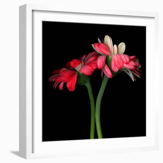 Gerbera IV-Magda Indigo-Framed Photographic Print