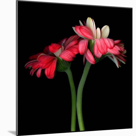 Gerbera IV-Magda Indigo-Mounted Photographic Print