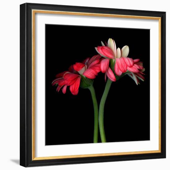 Gerbera IV-Magda Indigo-Framed Photographic Print