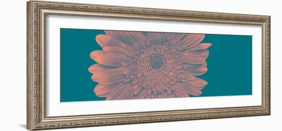 Gerbera ll-Heidi Westum-Framed Photographic Print