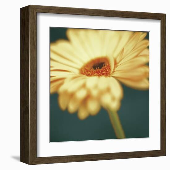 Gerbera on Turquoise-Jane Ann Butler-Framed Giclee Print