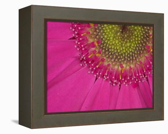 Gerbera, Shocking Pink, United Kingdom-Steve & Ann Toon-Framed Premier Image Canvas