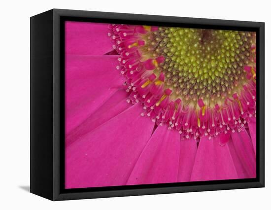 Gerbera, Shocking Pink, United Kingdom-Steve & Ann Toon-Framed Premier Image Canvas