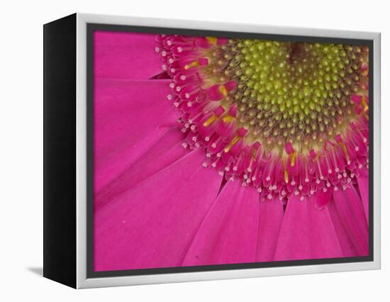 Gerbera, Shocking Pink, United Kingdom-Steve & Ann Toon-Framed Premier Image Canvas