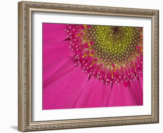 Gerbera, Shocking Pink, United Kingdom-Steve & Ann Toon-Framed Photographic Print