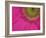 Gerbera, Shocking Pink, United Kingdom-Steve & Ann Toon-Framed Photographic Print