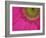 Gerbera, Shocking Pink, United Kingdom-Steve & Ann Toon-Framed Photographic Print