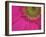 Gerbera, Shocking Pink, United Kingdom-Steve & Ann Toon-Framed Photographic Print