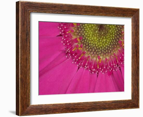 Gerbera, Shocking Pink, United Kingdom-Steve & Ann Toon-Framed Photographic Print