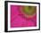 Gerbera, Shocking Pink, United Kingdom-Steve & Ann Toon-Framed Photographic Print