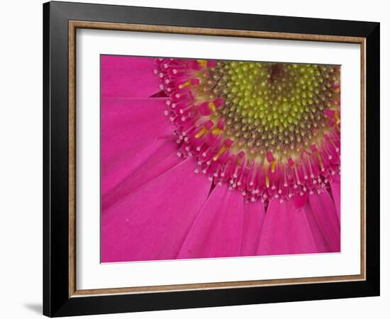 Gerbera, Shocking Pink, United Kingdom-Steve & Ann Toon-Framed Photographic Print