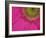 Gerbera, Shocking Pink, United Kingdom-Steve & Ann Toon-Framed Photographic Print