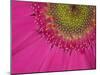 Gerbera, Shocking Pink, United Kingdom-Steve & Ann Toon-Mounted Photographic Print