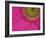 Gerbera, Shocking Pink, United Kingdom-Steve & Ann Toon-Framed Photographic Print