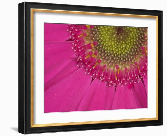 Gerbera, Shocking Pink, United Kingdom-Steve & Ann Toon-Framed Photographic Print