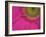 Gerbera, Shocking Pink, United Kingdom-Steve & Ann Toon-Framed Photographic Print