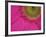 Gerbera, Shocking Pink, United Kingdom-Steve & Ann Toon-Framed Photographic Print