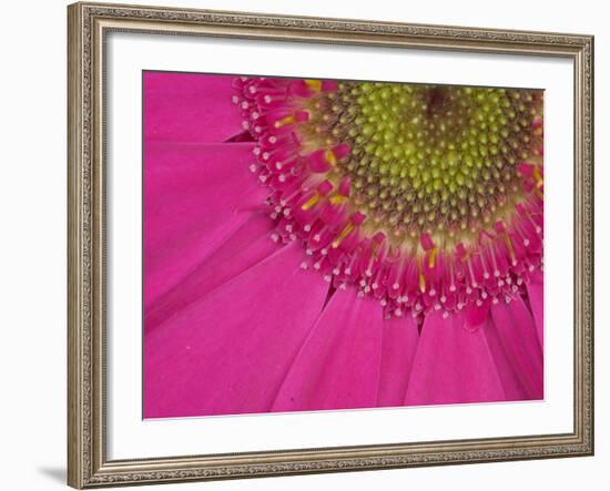 Gerbera, Shocking Pink, United Kingdom-Steve & Ann Toon-Framed Photographic Print